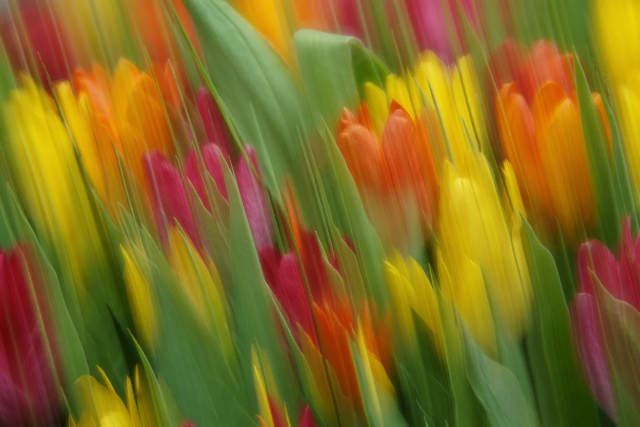 A close-up photograph of a vibrant wildflower bouquet with multiple different flowers blending together in a blur, creating an abstract pattern of colorful overlapping petals and stems. The image is intentionally blurred to emphasize the delicate textures and forms of the wildflowers, showing individual petals, leaves, and stems merging into a kaleidoscopic arrangement. Macro photography with shallow depth of field and intentional soft focus creates abstract blurred textures.